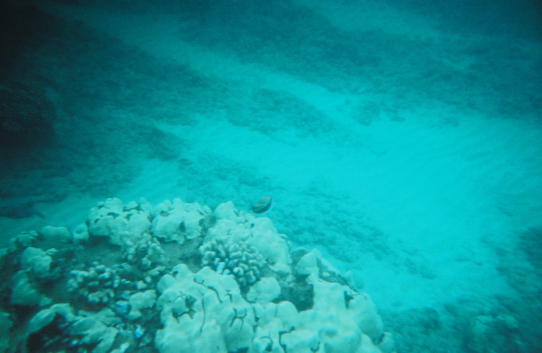 nice coral4