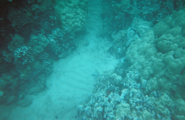 nice coral2