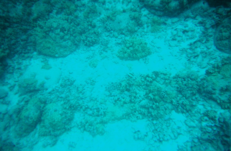 coral3