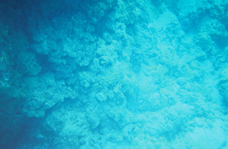 coral5