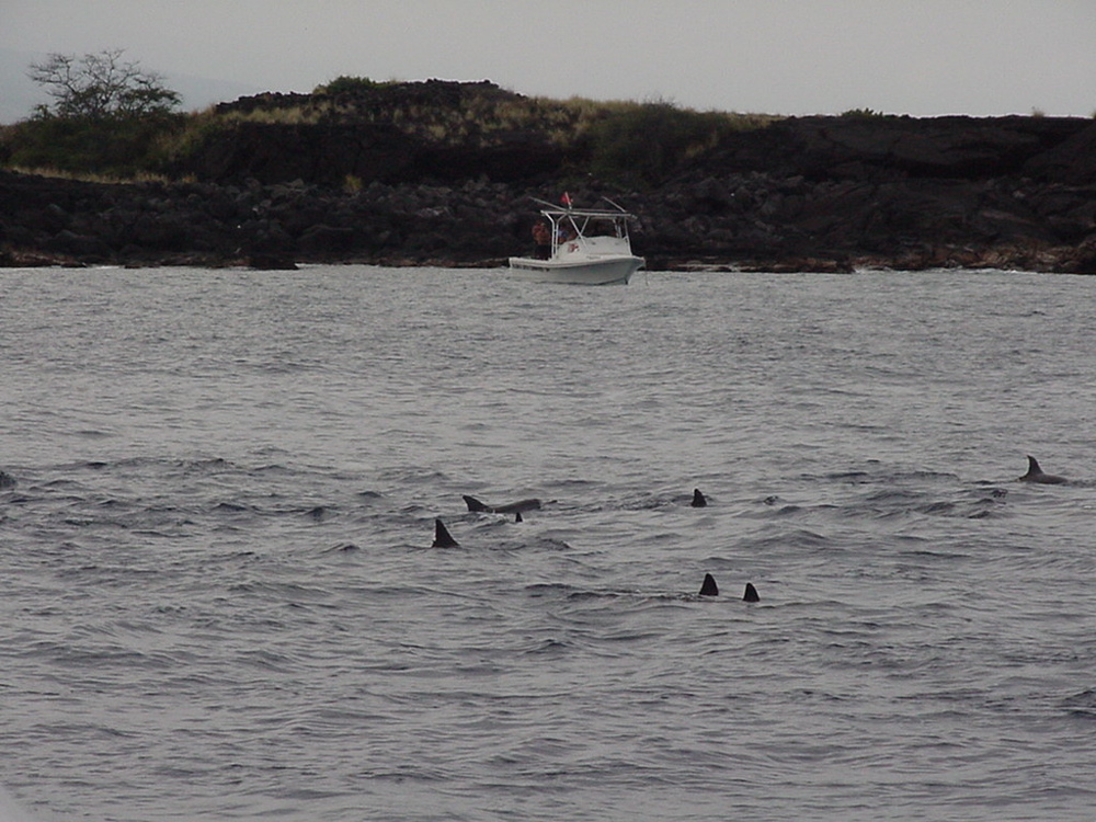 dolphins