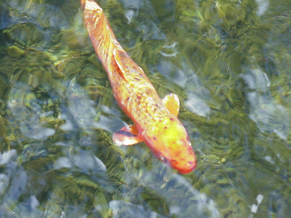lone fish
