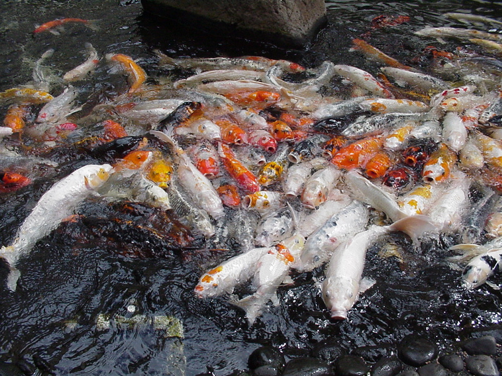fish2