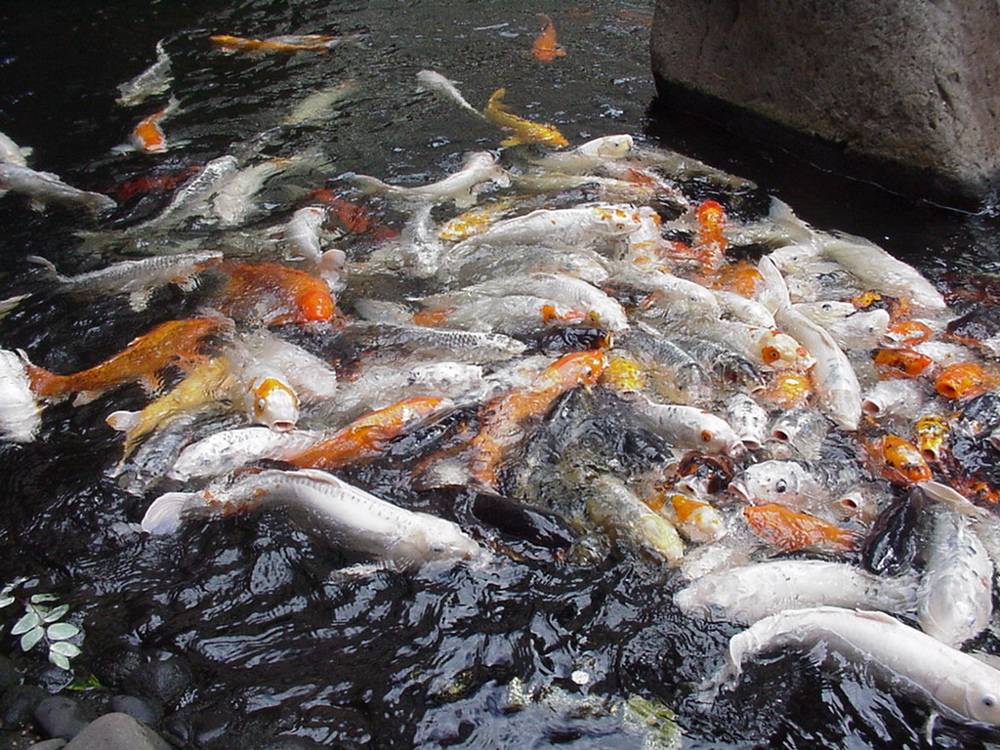 fish