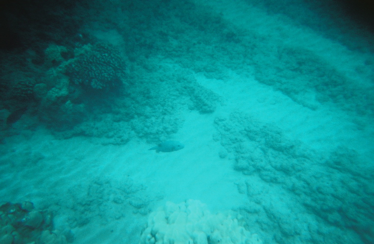blue fish