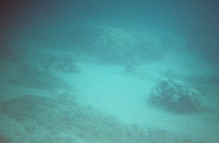 coral7