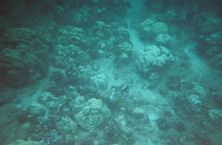 2 angel fish