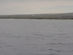 one dolphin