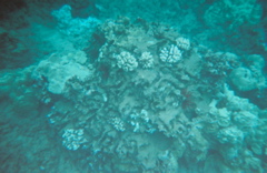 nice coral5