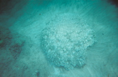 nice coral6