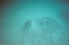 see sprot swim