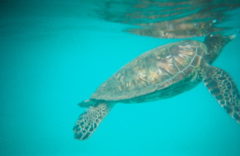 turtle breathes