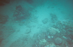 nice coral
