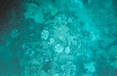 nice coral3