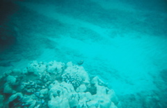 nice coral4