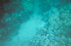 nice coral2