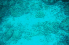 coral3