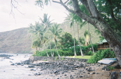 back yard