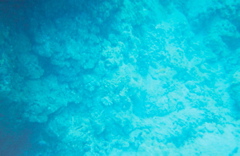 coral5