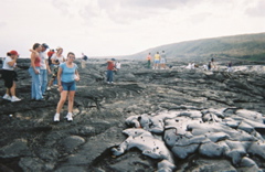 rreza and lava3