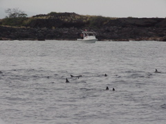 dolphins