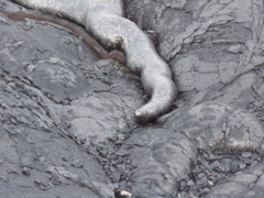 lava worm