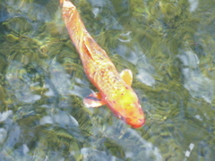lone fish