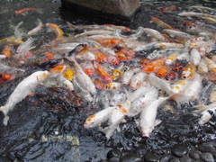 fish2