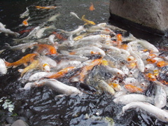 fish