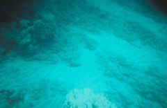 blue fish