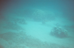 coral7