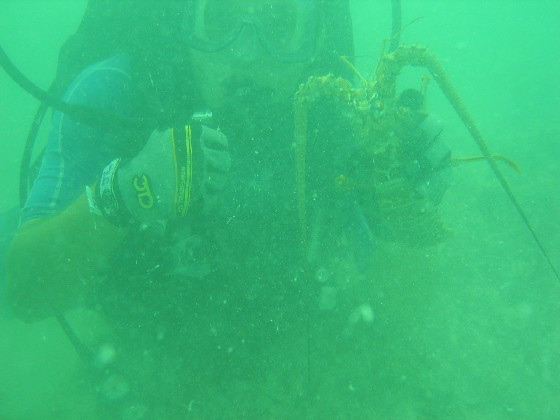 underwaterlobster