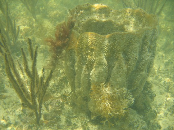 prettycoral