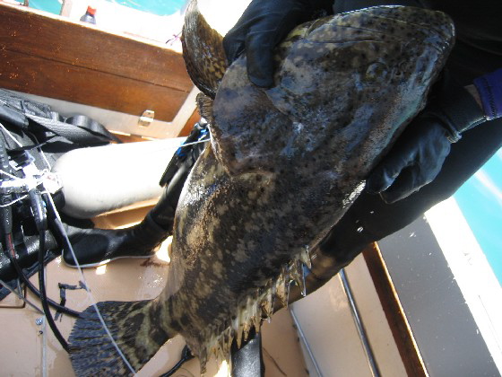 bigfish