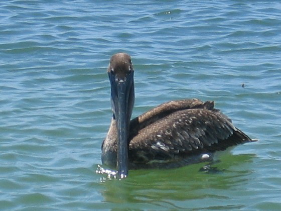 pelican