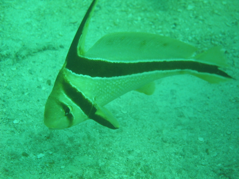 cutefish2