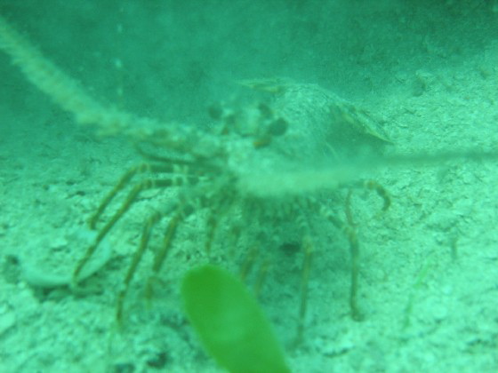 lobsterontherun