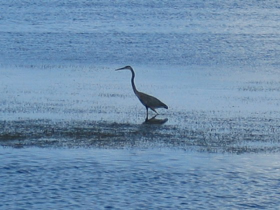 stork