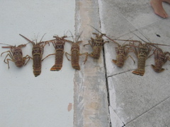 eightlobsters