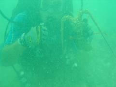 underwaterlobster