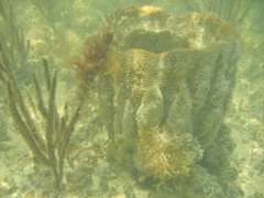 prettycoral