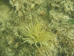 seaan