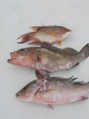 3fish