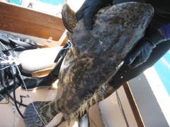 bigfish
