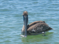 pelican