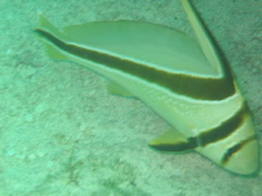 cutefish