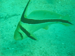 cutefish2
