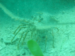 lobsterontherun
