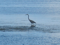 stork