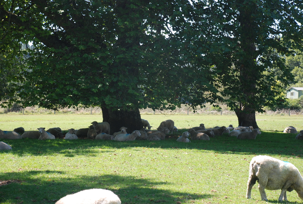 DSC_0104.JPG
